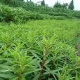 趕黃草2號 趕黃草2號