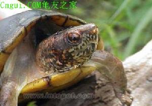 斑紋泥龜