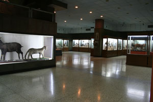山東省博物館動物標本展