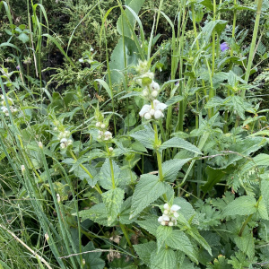 Eriophyton lamiiflorum