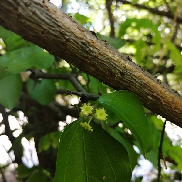 Colubrina triflora
