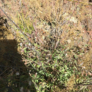 Brickellia brachyphylla