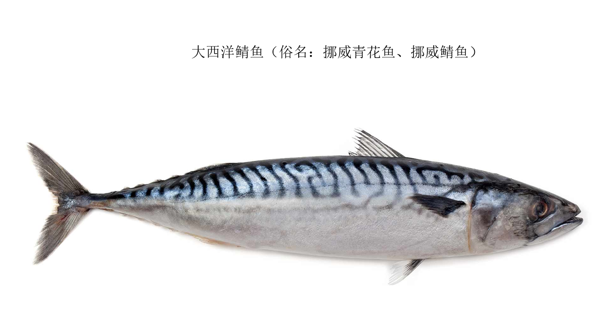 鯖魚屬