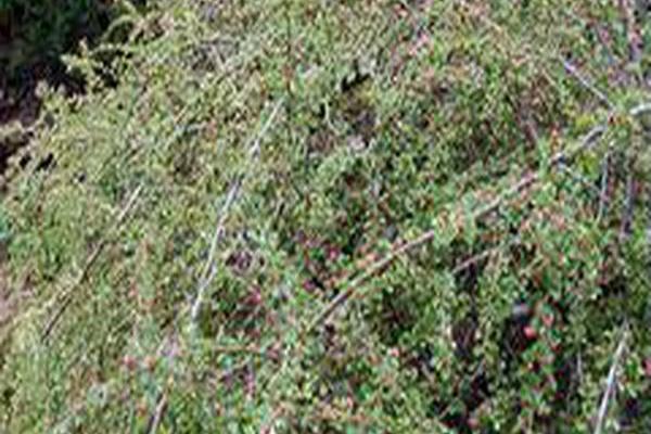 Cotoneaster adpressus Cotoneaster adpressus