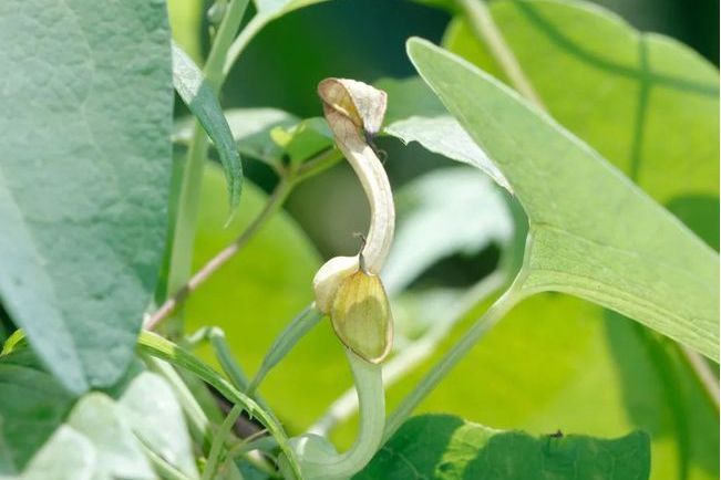 華南馬兜鈴