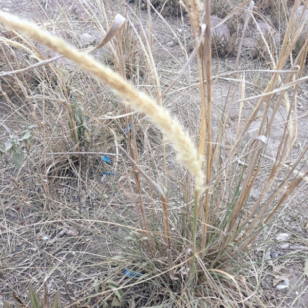 Pappophorum mucronulatum