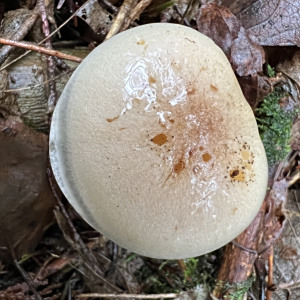 紋飾鱗傘