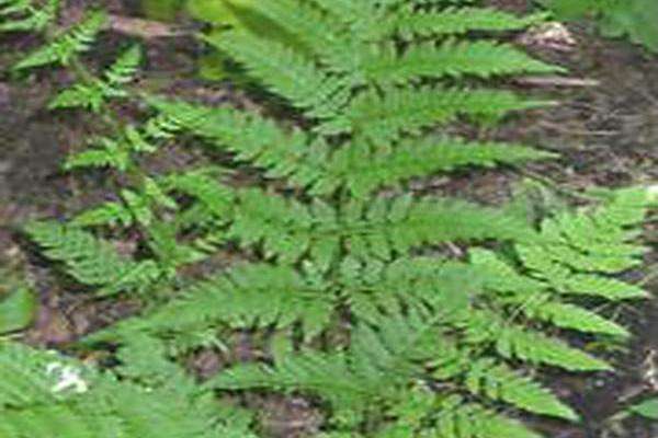 Dryopteris carthusiana Dryopteris carthusiana