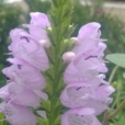 短傘花序組 短傘花序組