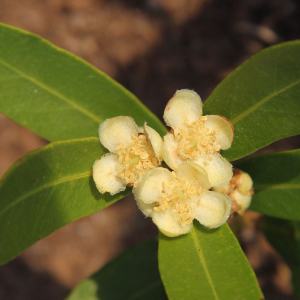 Eugenia malangensis