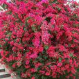 勒杜鵑花 勒杜鵑花