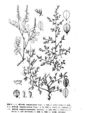 刺序木藍 刺序木藍