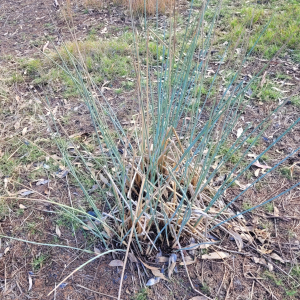 Juncus semisolidus