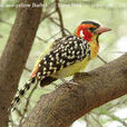 紅黃擬啄木鳥
