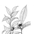 全緣糙果茶 全緣糙果茶