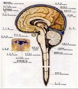 中樞神經系統