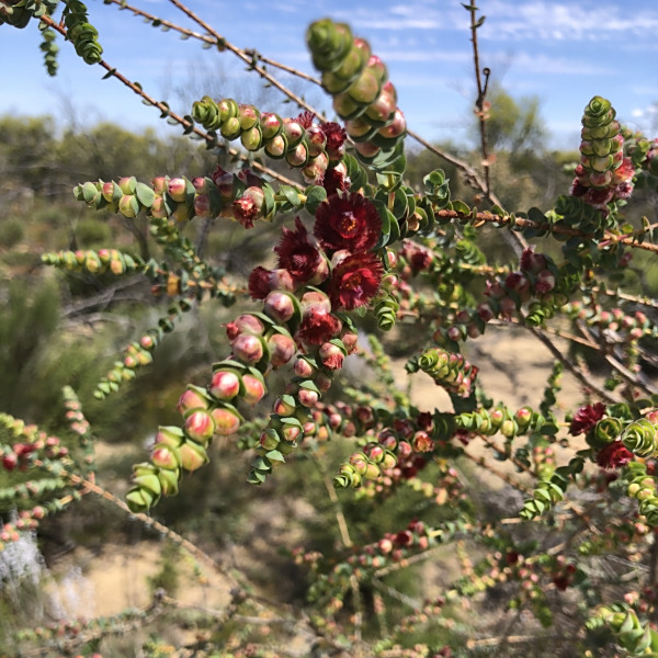 Verticordia muelleriana