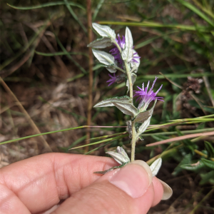 Stenocephalum megapotamicum