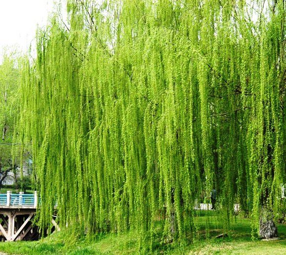 嚅芳中柳 嚅芳中柳