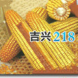 吉興218(普通玉米品種) 吉興218(普通玉米品種)