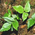 藥芹菜根 藥芹菜根
