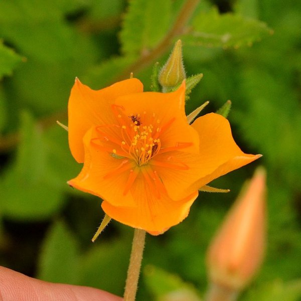 Mentzelia hispida