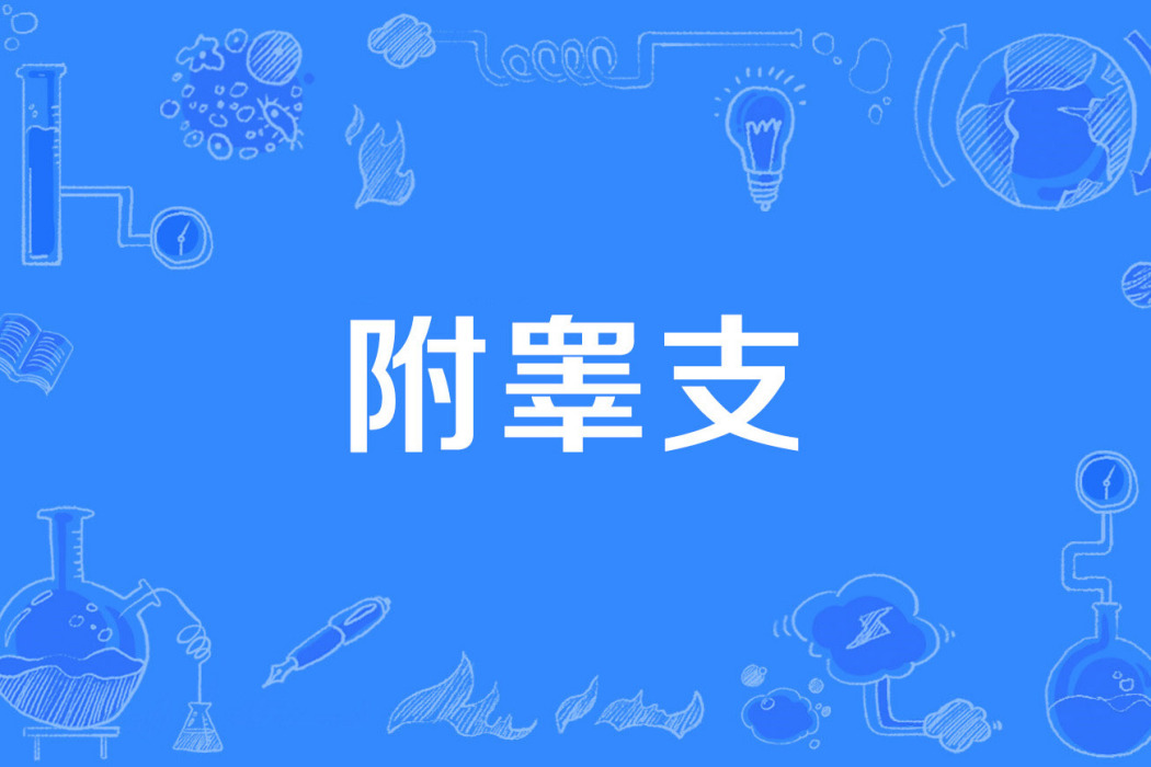 附睪支 附睪支
