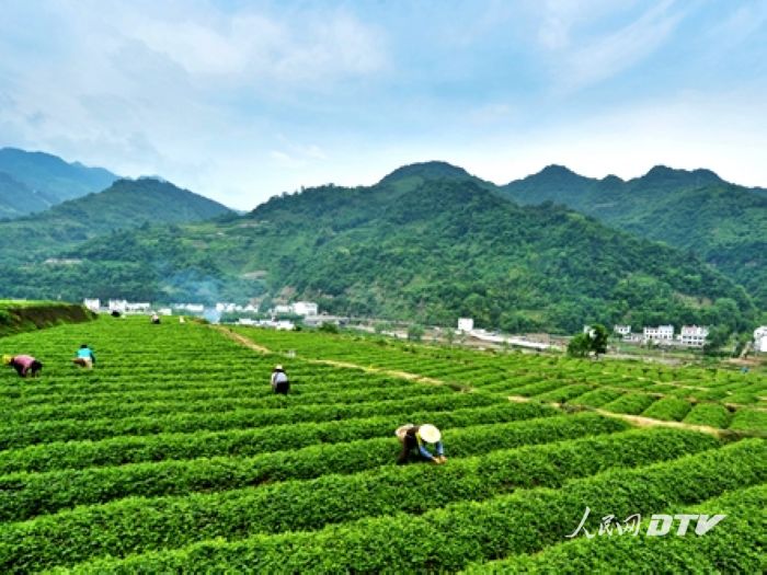 茶產業小跑步前進