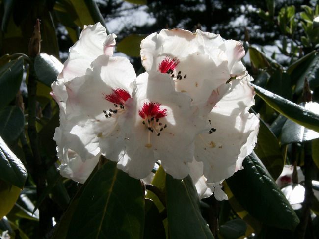 匍匐杜鵑(心愛杜鵑) 匍匐杜鵑(心愛杜鵑)