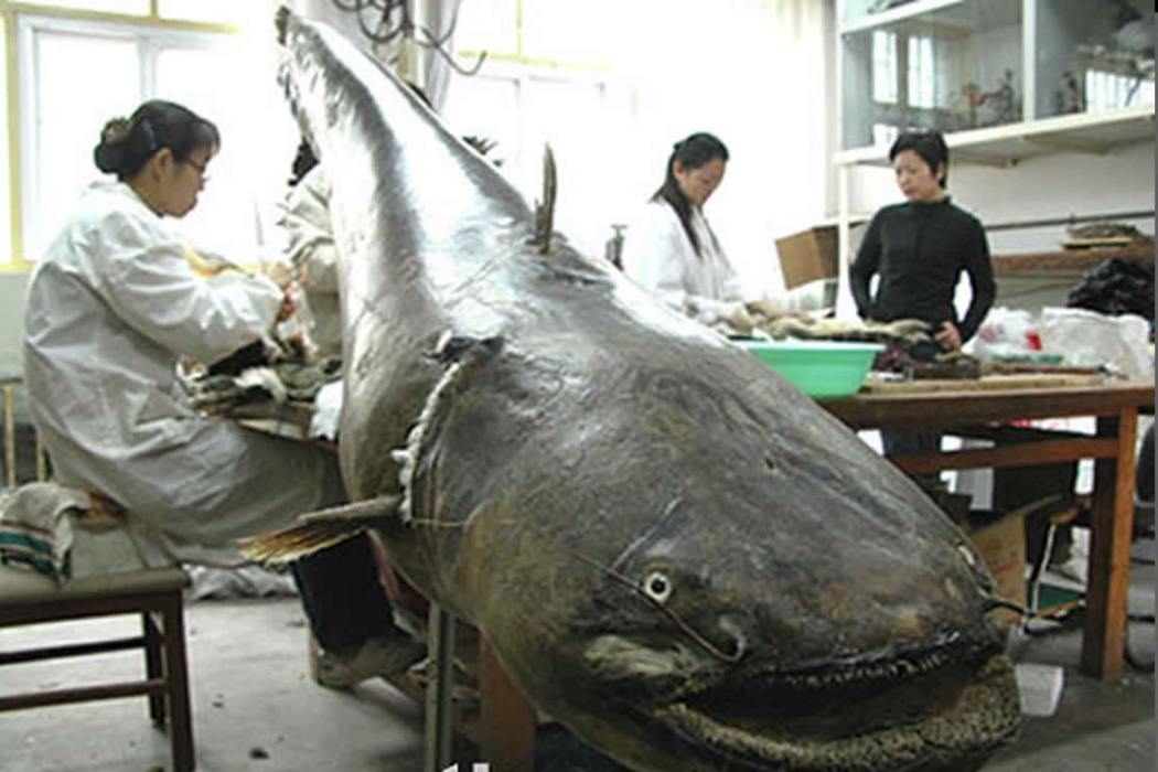 裸臀魚科 裸臀魚科