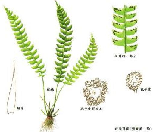 高鱗毛蕨 高鱗毛蕨