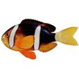 雙鋸魚 雙鋸魚