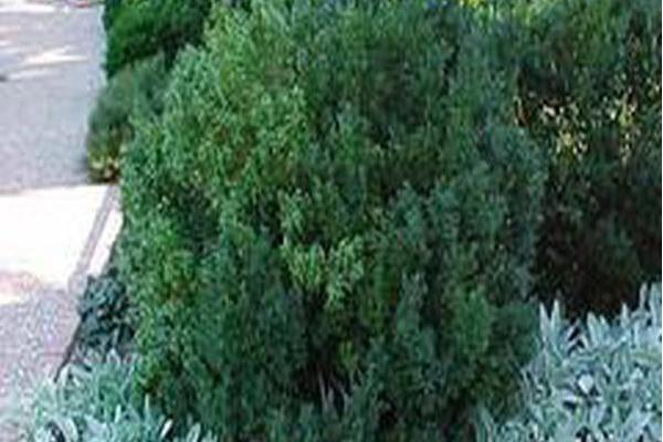 Buxus sempervirens \x27Joy\x27 Buxus sempervirens \x27Joy\x27