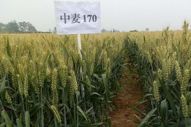 中麥170 中麥170