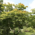 紫花槭(假色槭) 紫花槭(假色槭)