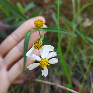 Alloispermum palmeri