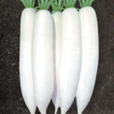 春寶(蔬菜品種) 春寶(蔬菜品種)