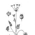 岩生稜子芹 岩生稜子芹