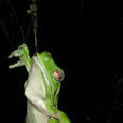 巨樹蛙 巨樹蛙