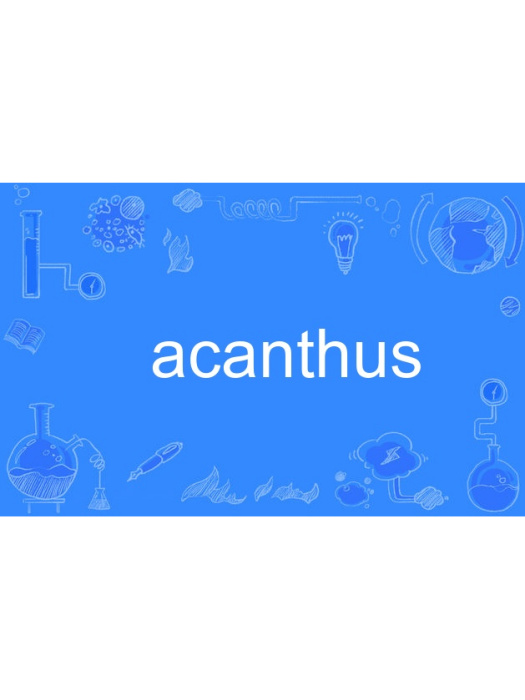 acanthus acanthus
