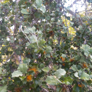 Anastraphia buchii