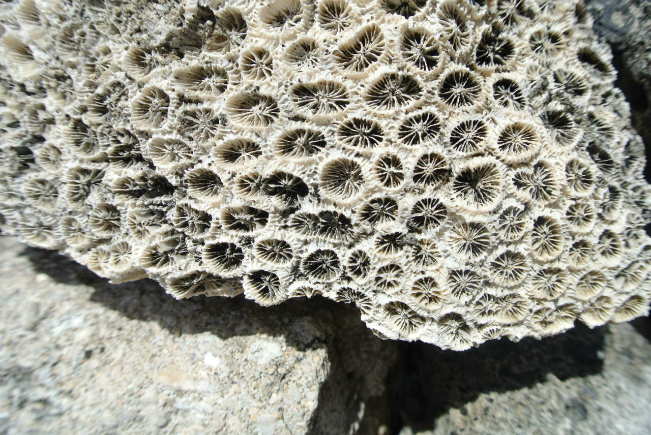 網狀菊花珊瑚