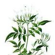 茉莉花水 茉莉花水