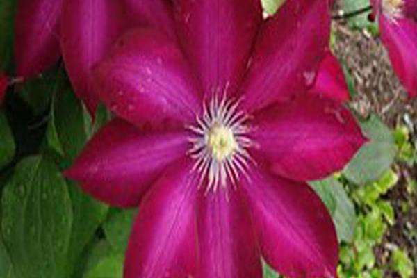 Clematis \x27Evipo018\x27 BOURBON