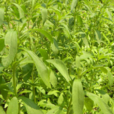甜葉菊(中藥) 甜葉菊(中藥)
