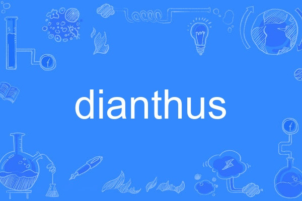 dianthus dianthus