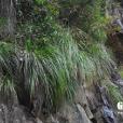 山類蘆 山類蘆