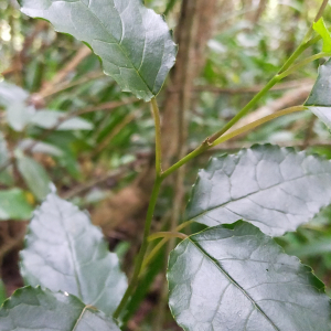 Faujasiopsis flexuosa