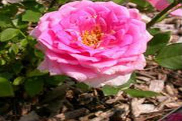 Rosa \x27Savanight\x27 OVERNIGHT SCENTSATION
