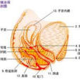 縮陰 縮陰